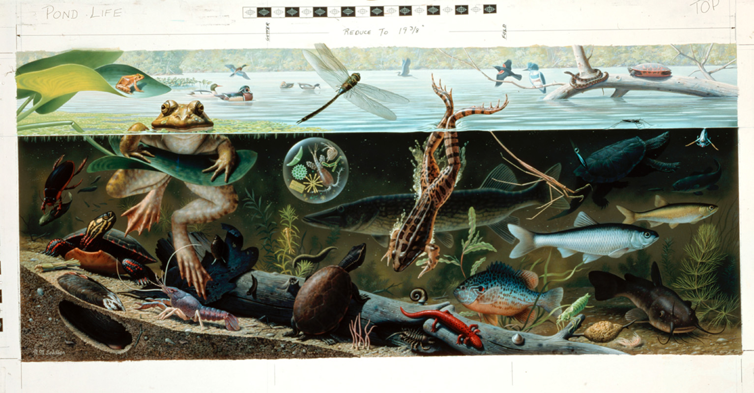 National Geographic: The Art of Exploration - Norman Rockwell Museum 
